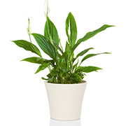 Green leafed plant in a white pot and white background.